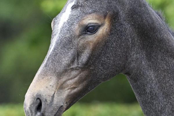 DeliciousTaylormade FUXXONLY PONYケンタウロス QUINTERO VAN DE GEENEINDE Z - Handsome colt by World